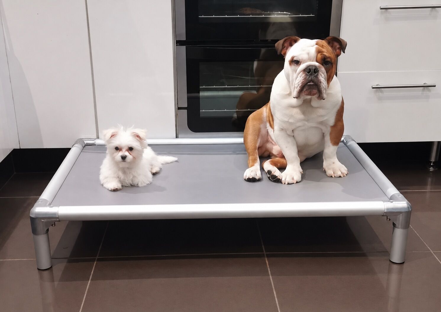 A Maltese puppy and a British Bulldog on a Cofa Bed